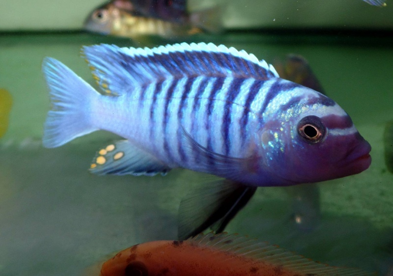 Maylandia phaeos 'Hai Reef'